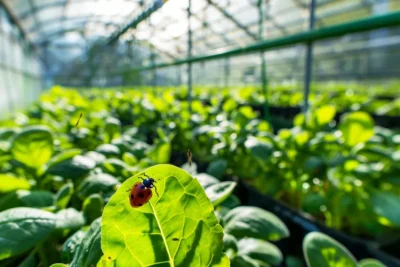 Control Biologico de Plagas en Invernaderos Metodos y Casos de Exito